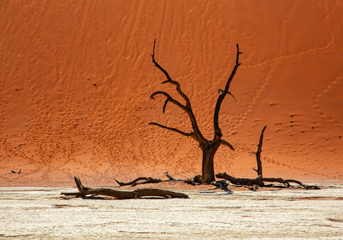 Dead Tree due to drought